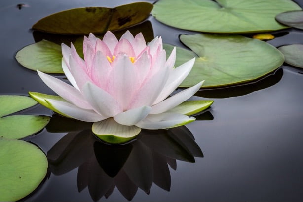 close up of lotus flower